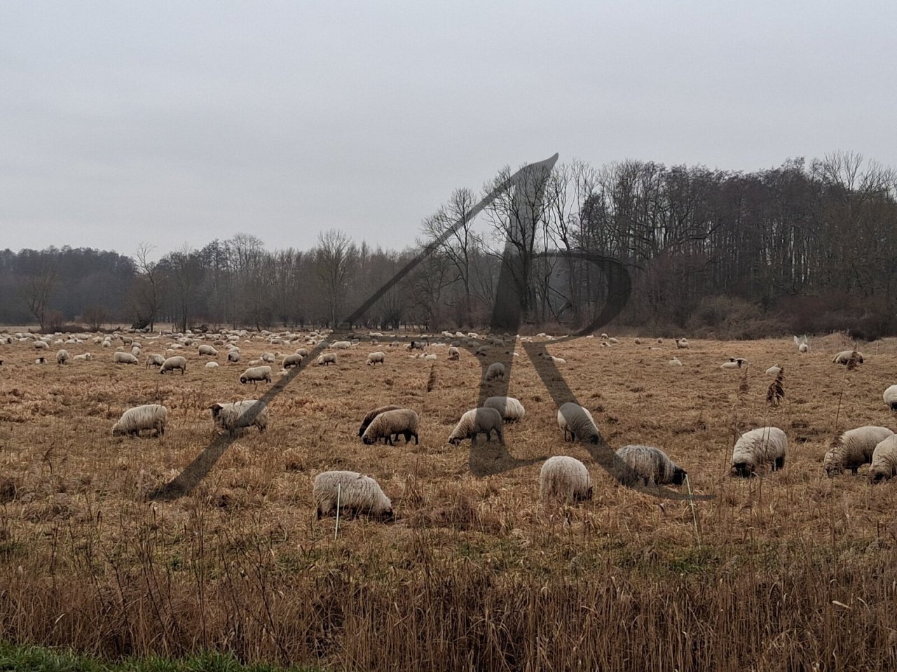Die Altmark - Kraniche Die Altmark - Kraniche