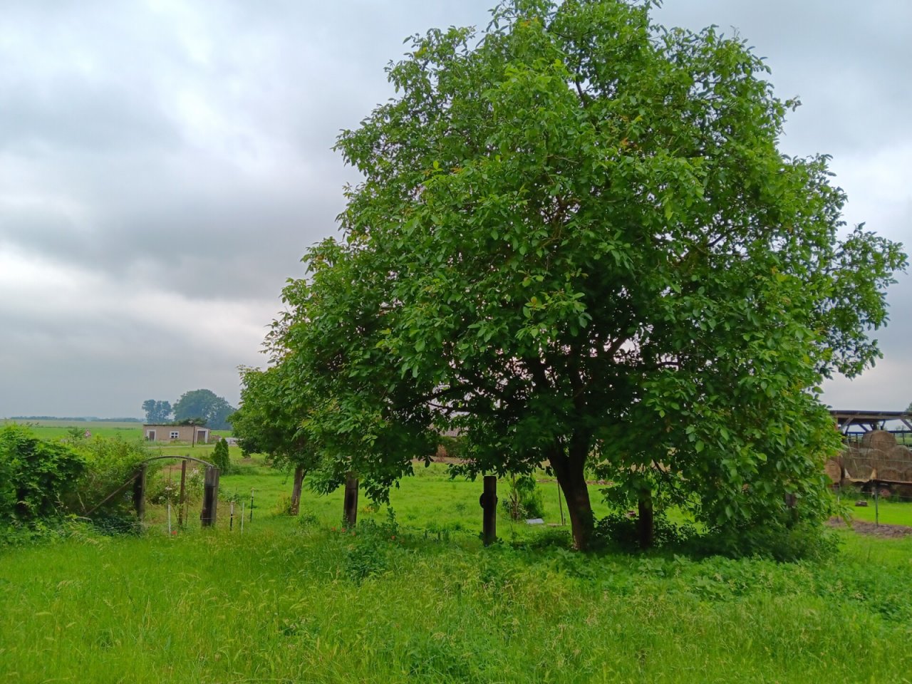 Grünes Grundstück