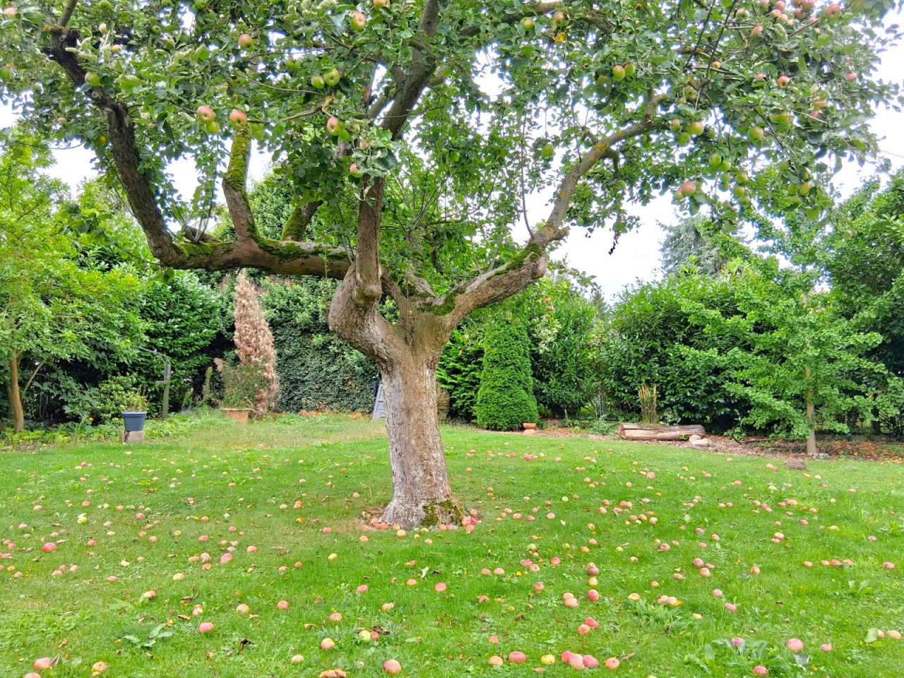 Garten, Außenanlage, Bild 5