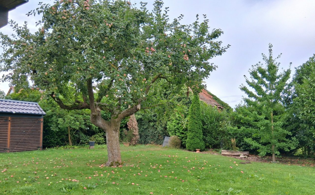 Garten, Außenanlage, Bild 11