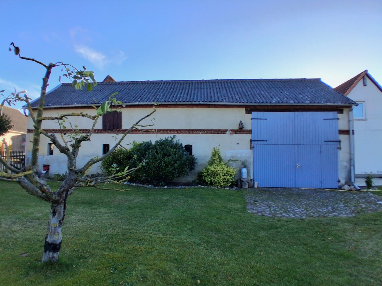 Seitenansicht, alter Apfelbaum